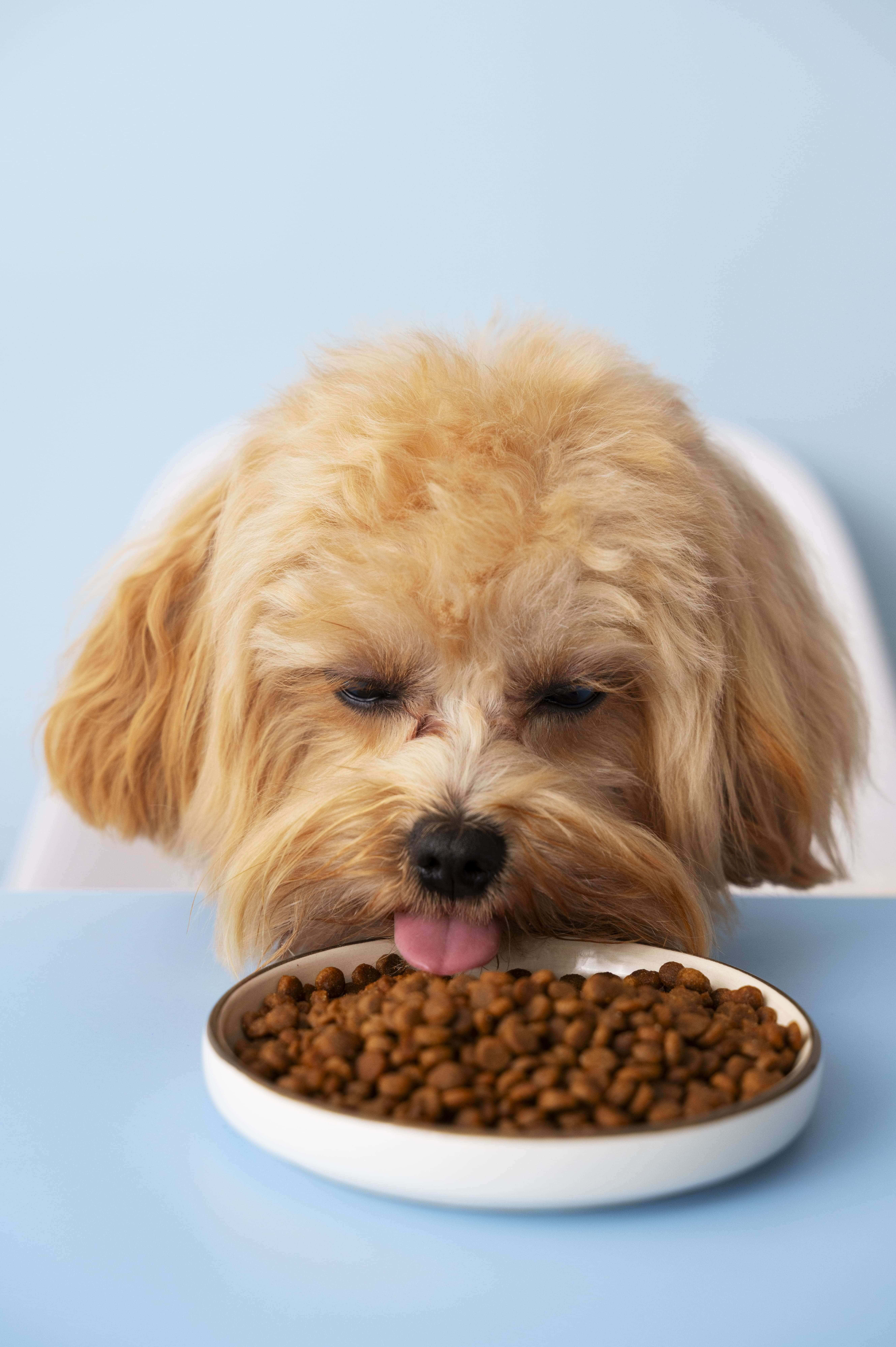 Yeast used as a coating ingredient in pet food