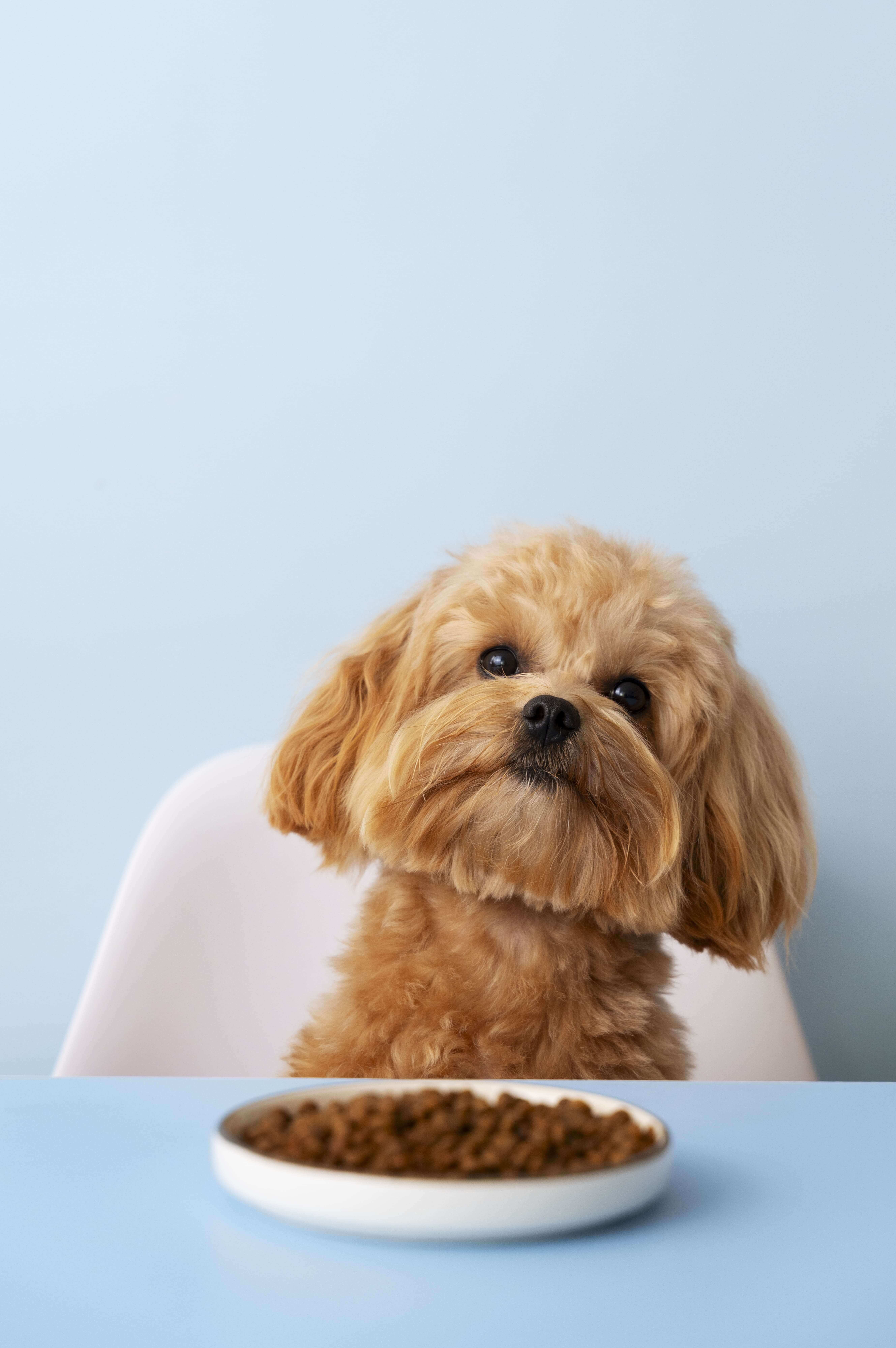 Yeast used as a coating ingredient in pet food