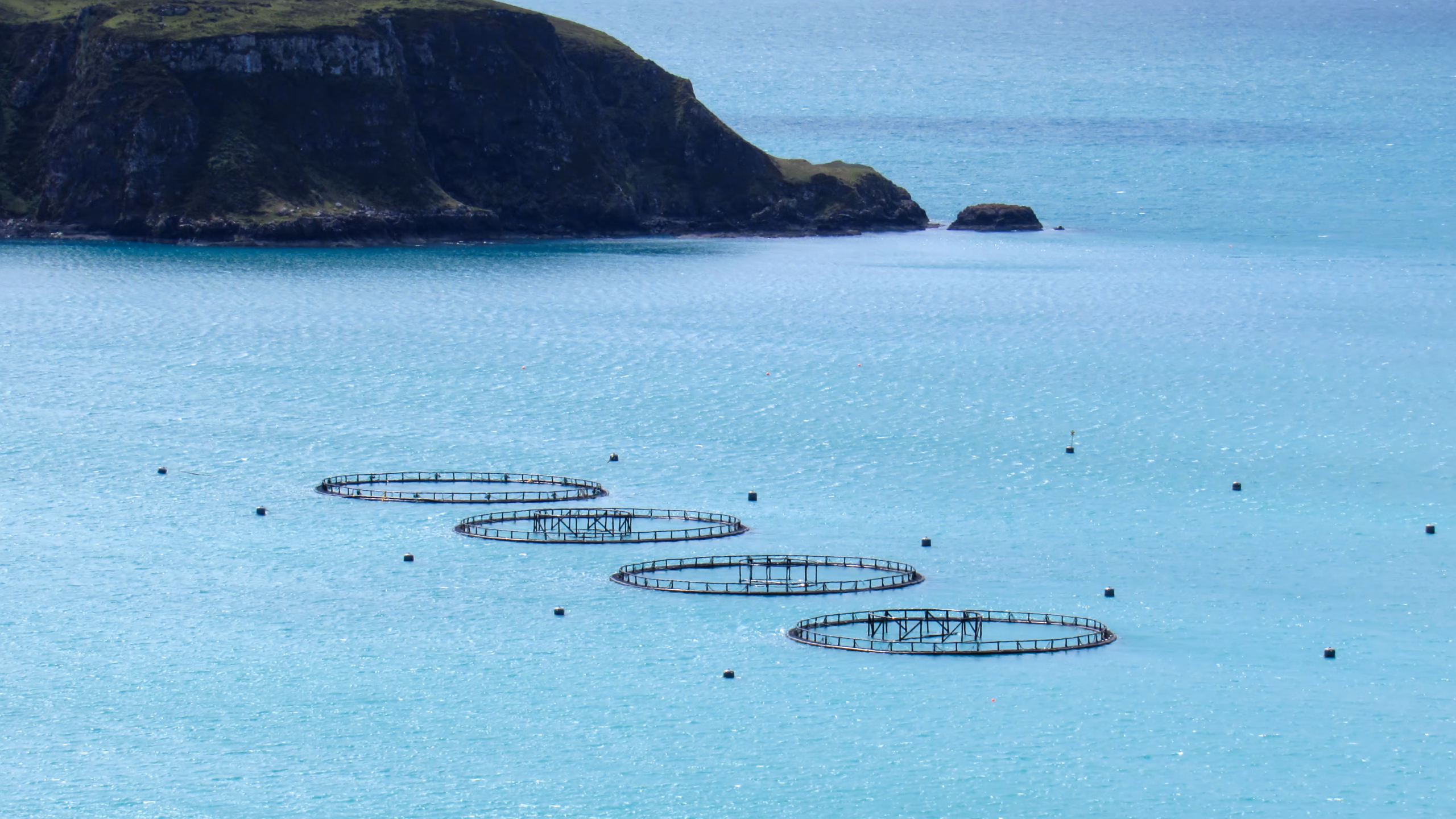 Exploring Brewer’s Yeast Applications in Aquaculture